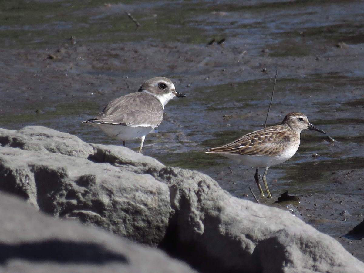 Semipalmated Plover - ML485757901