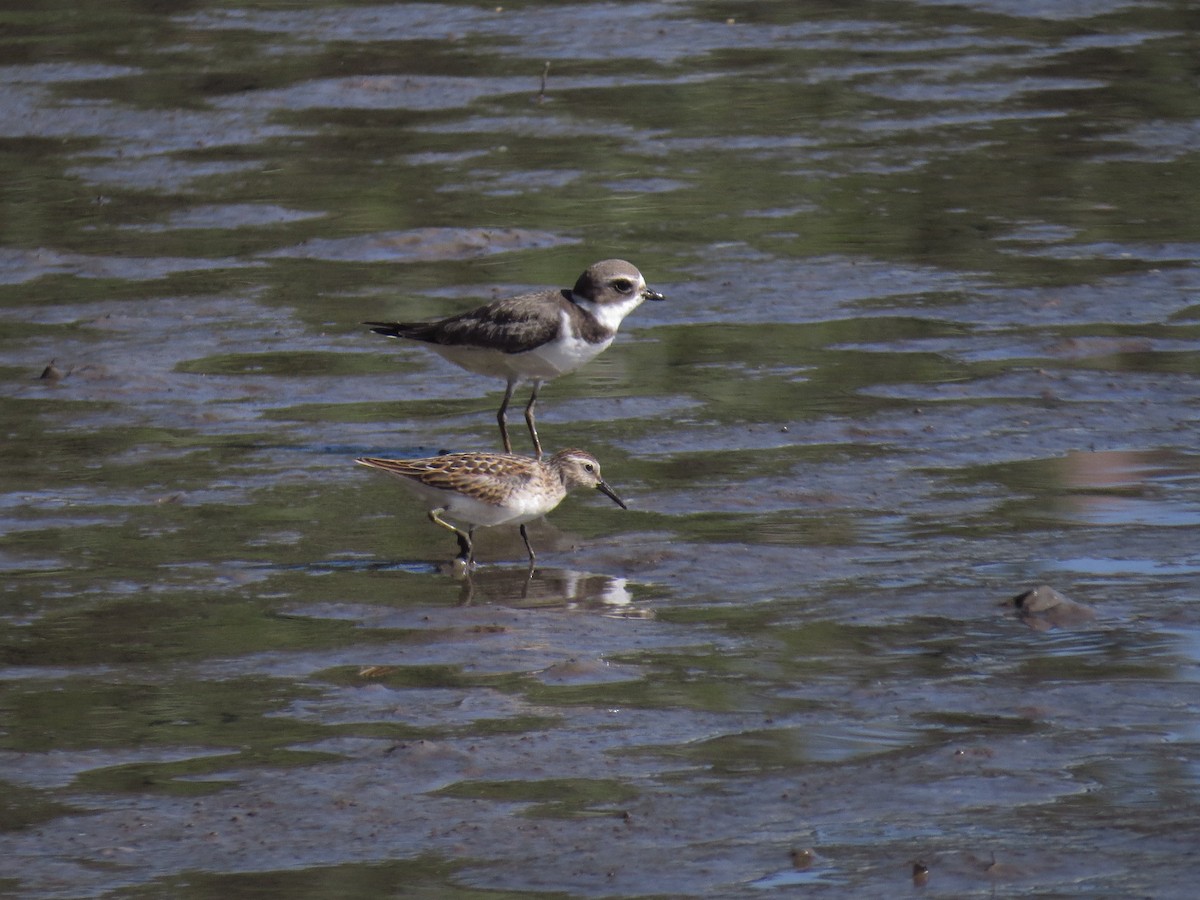 Semipalmated Plover - ML485757981