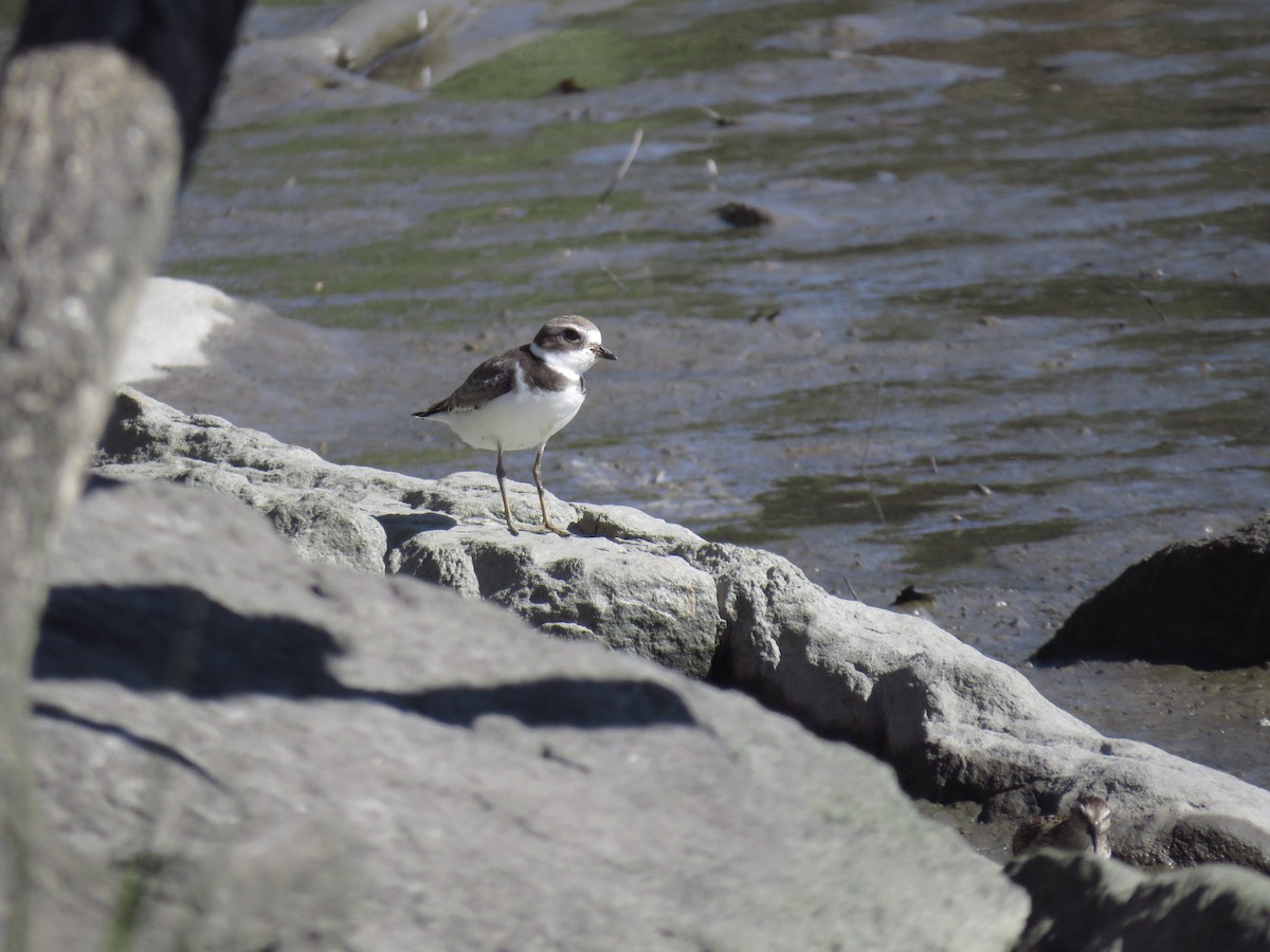 Semipalmated Plover - ML485758001
