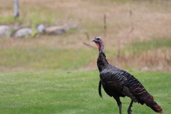 Wild Turkey - ML485758641