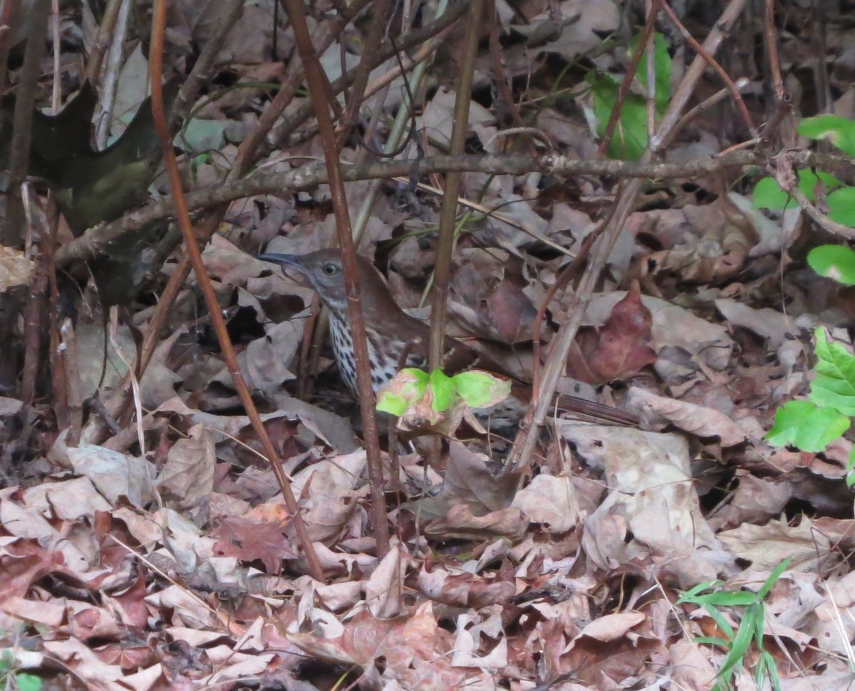 Brown Thrasher - ML485759231