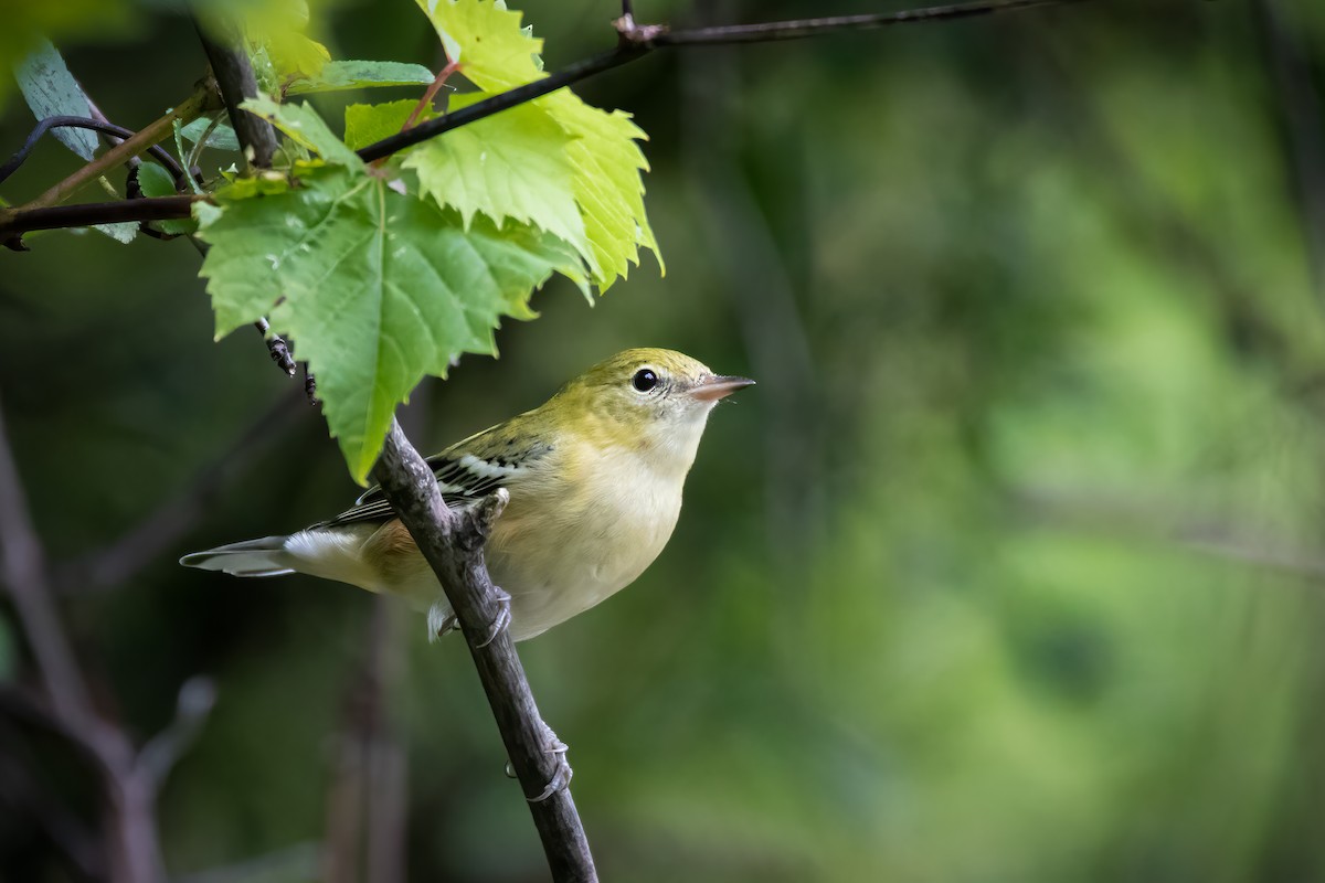 Bay-breasted Warbler - ML485759471