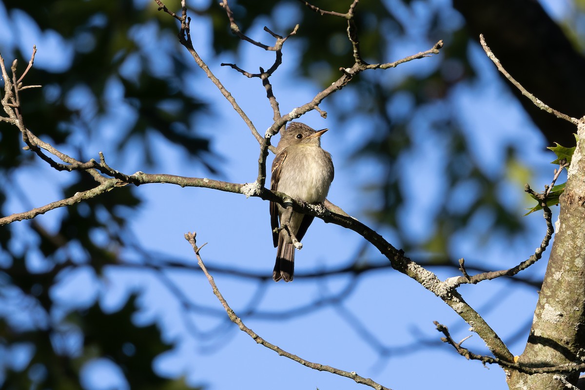 Eastern Wood-Pewee - ML485760261