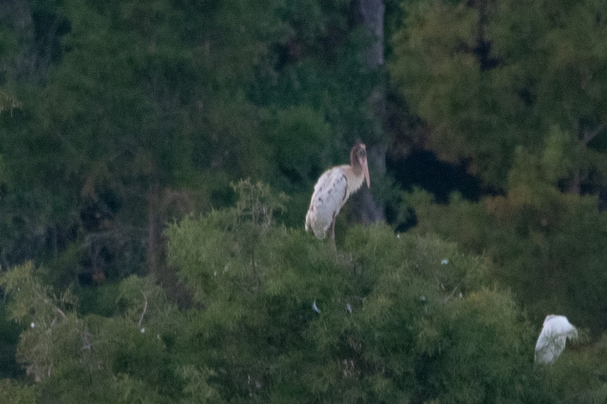 Wood Stork - ML485760371