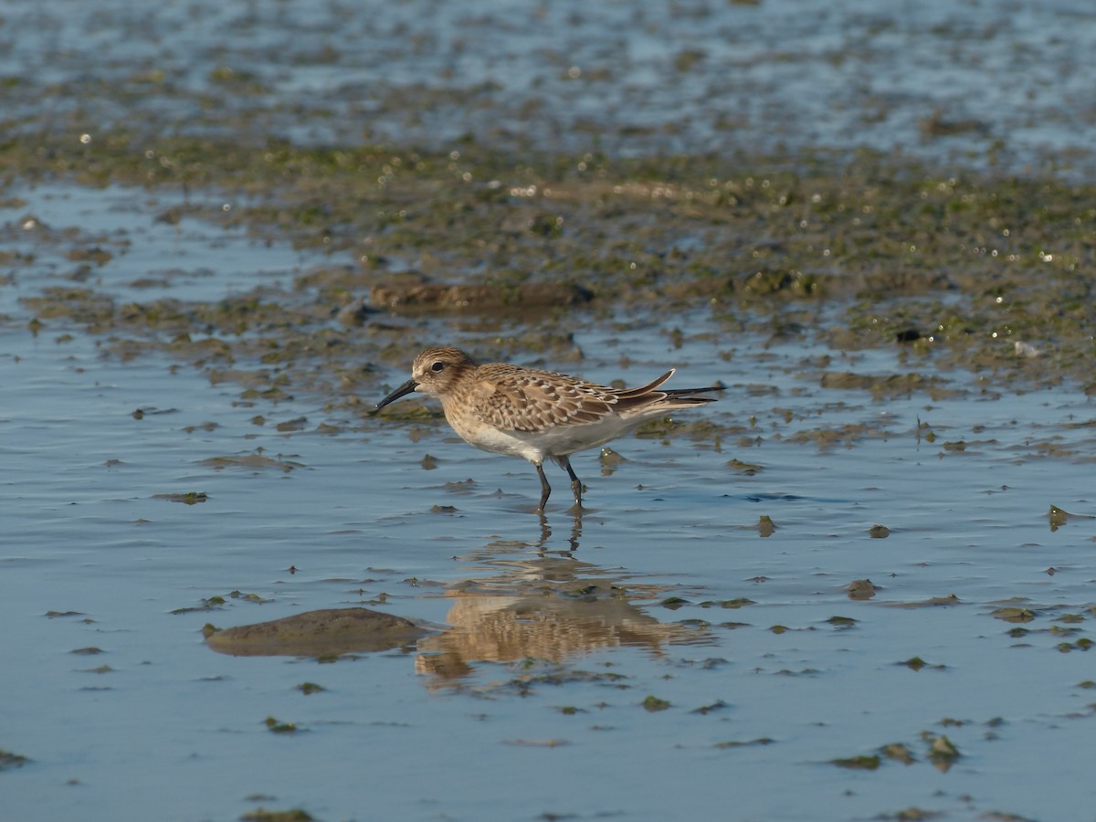 gulbrystsnipe - ML485762131