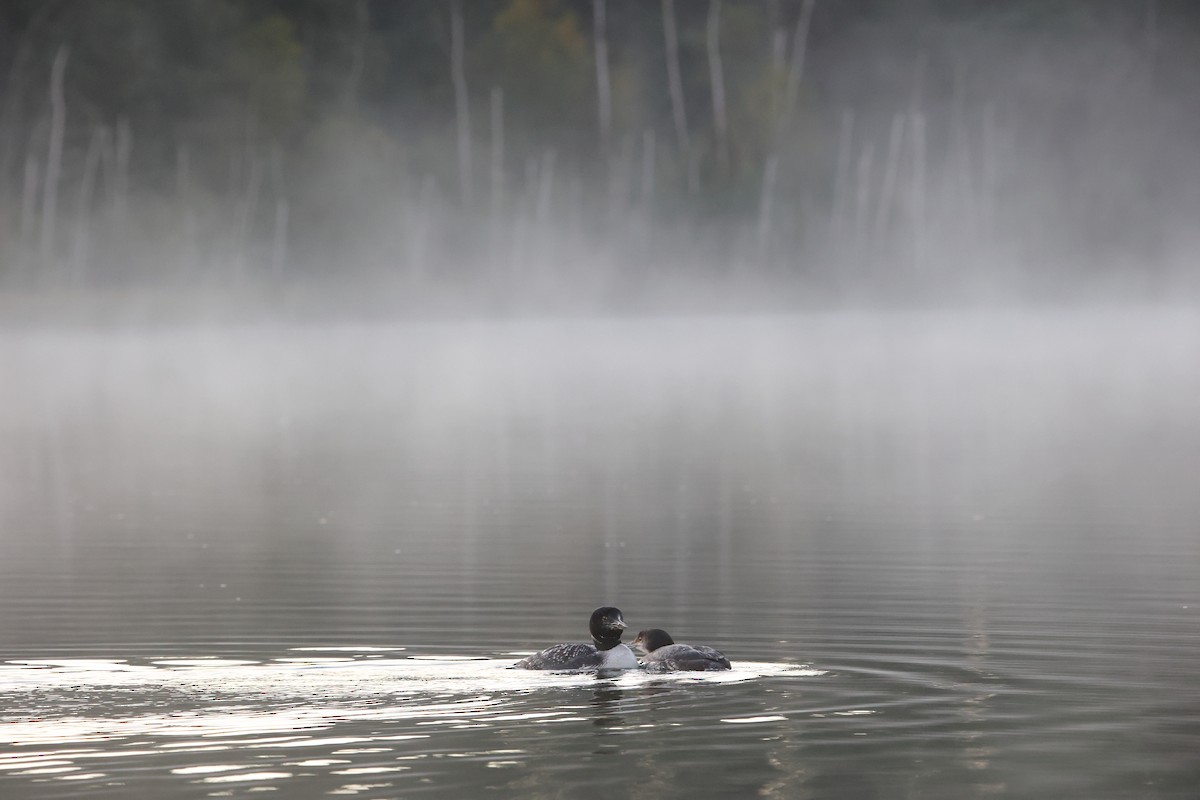 Plongeon huard - ML485763401