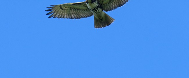 Red-tailed Hawk - ML485763801