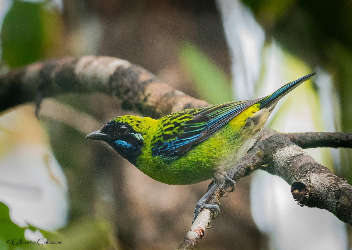 Blue-whiskered Tanager - ML485766251