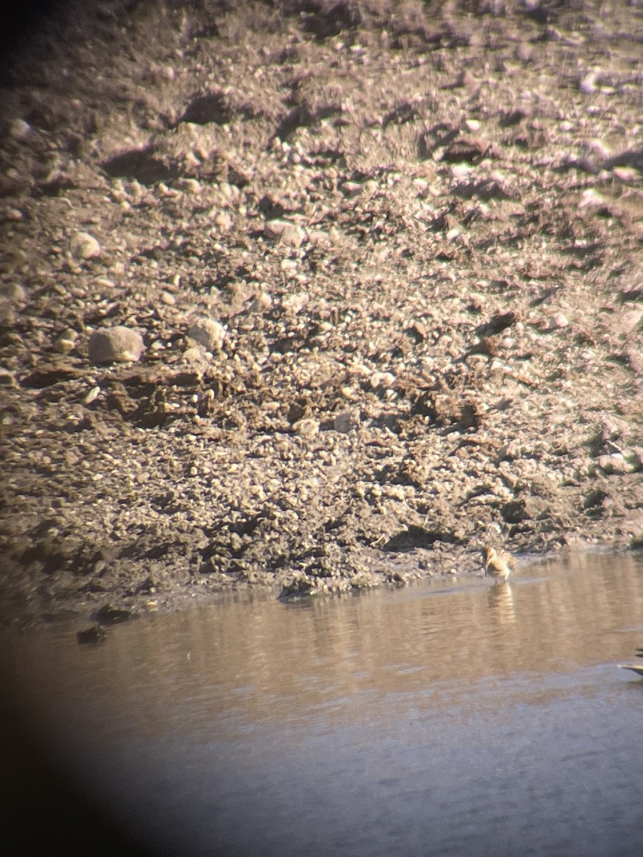 Pectoral Sandpiper - ML485766821