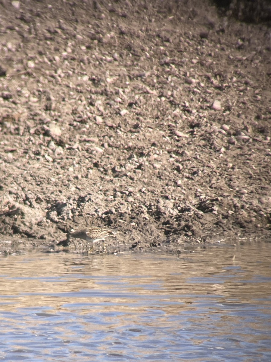 Pectoral Sandpiper - ML485766831