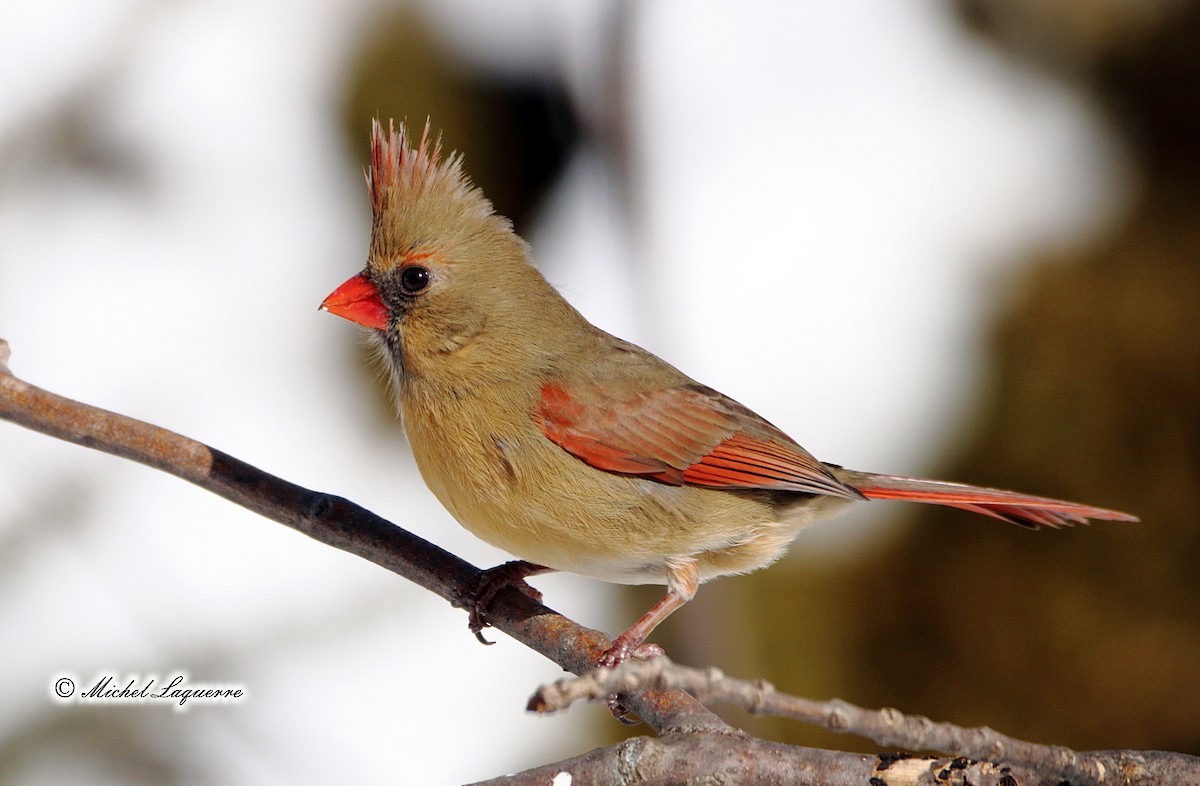 Northern Cardinal - Michel Laquerre