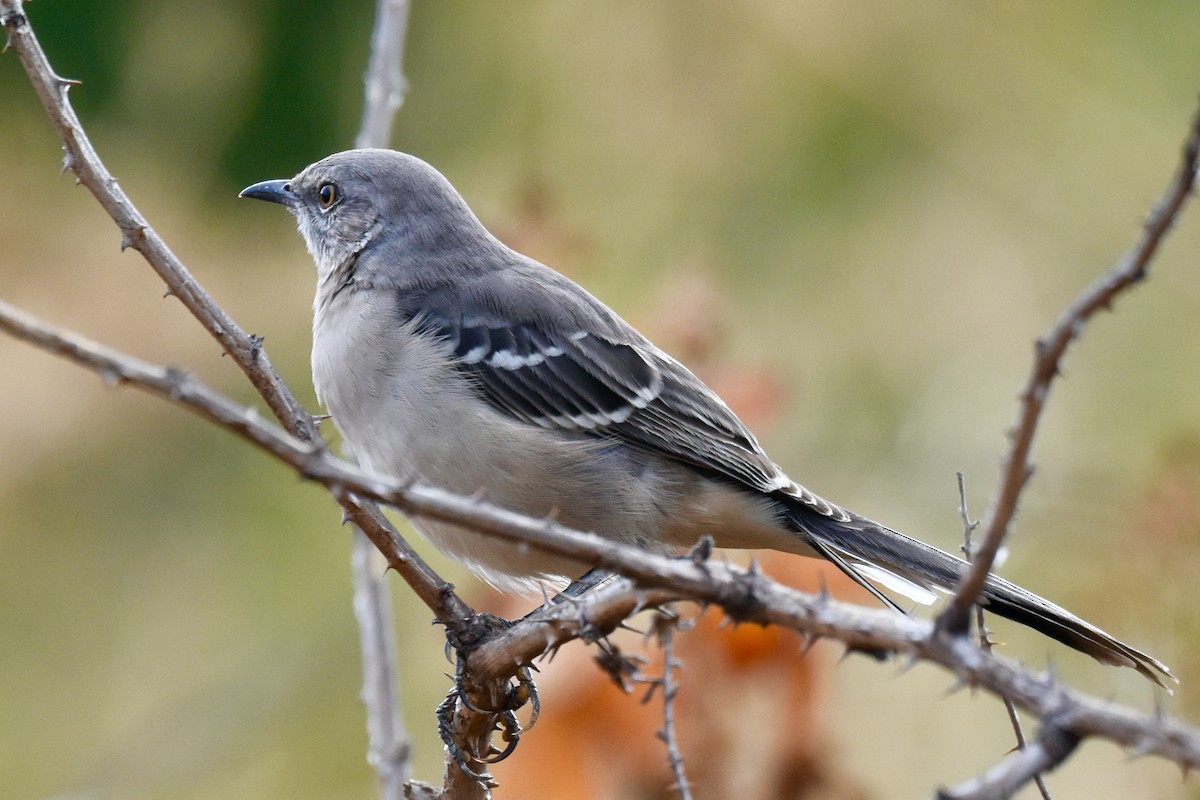 Northern Mockingbird - ML485769601