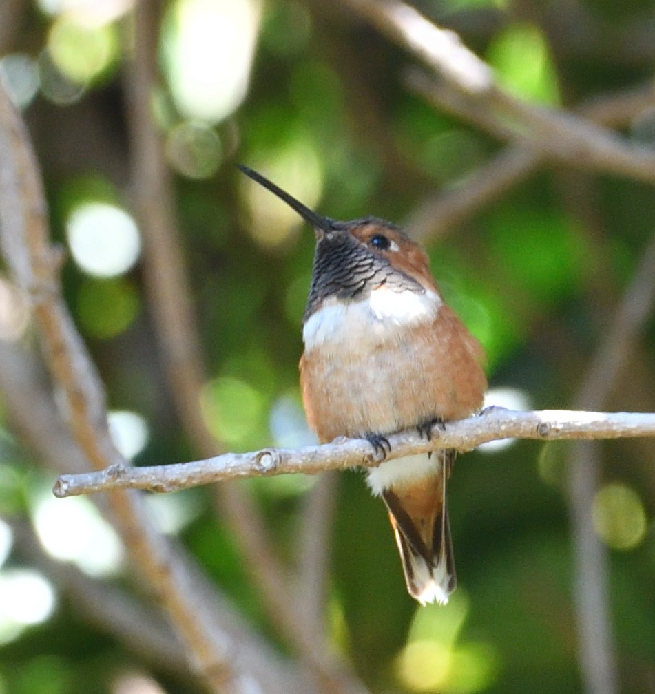 Allen's Hummingbird - Lisa Ruby