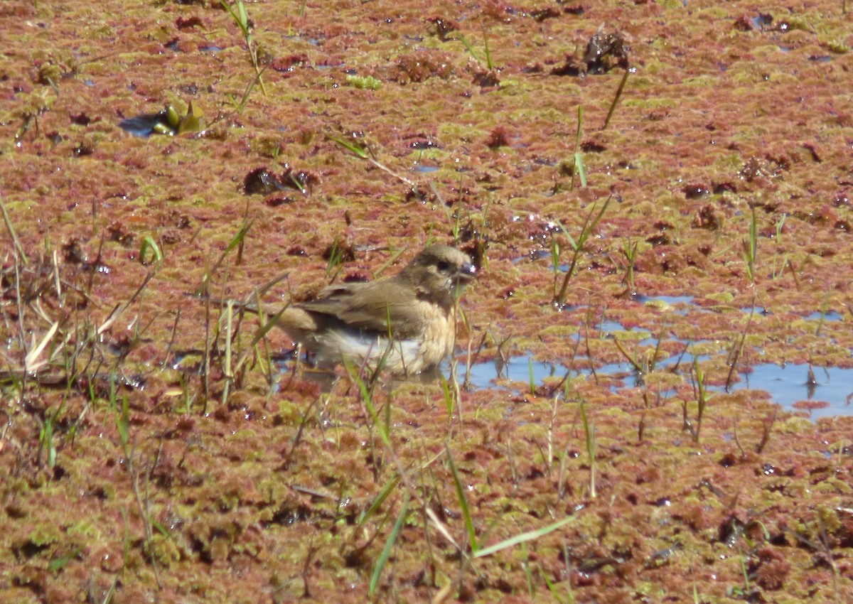 White-bellied Seedeater - ML485770781