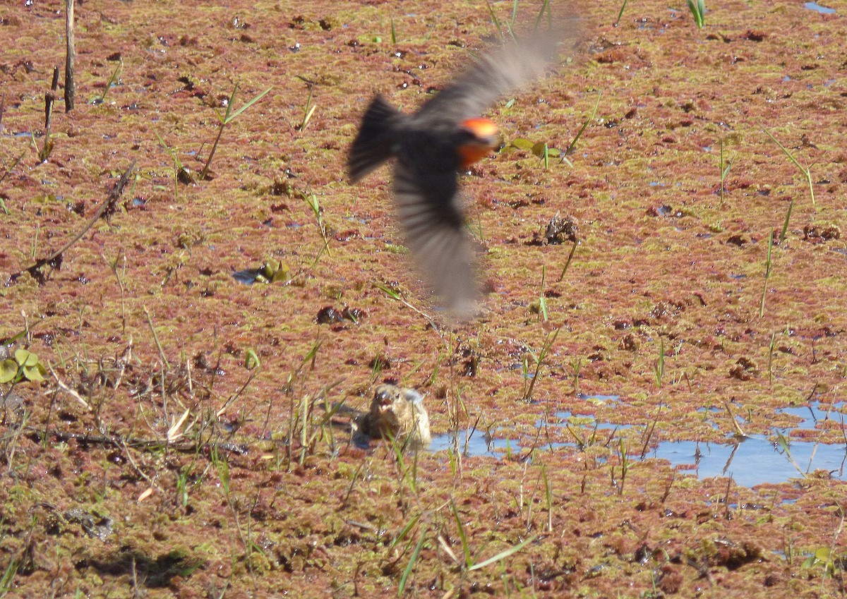 White-bellied Seedeater - ML485770821