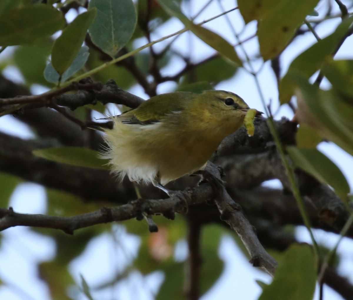 møllparula - ML485771211