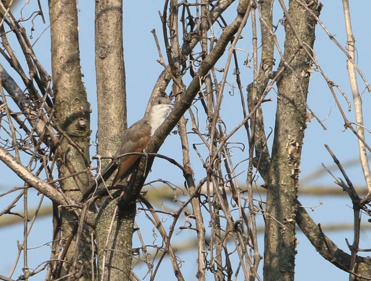 Yellow-billed Cuckoo - ML485771541