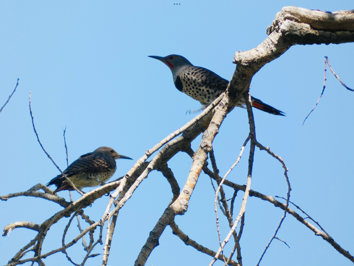 Northern Flicker - Carolyn Sanders