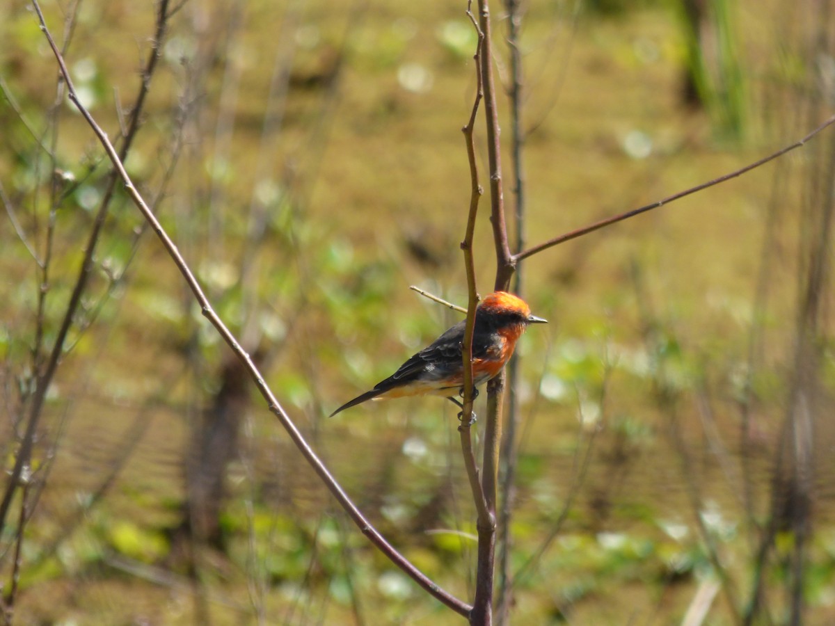 Vermilion Flycatcher - ML485771711