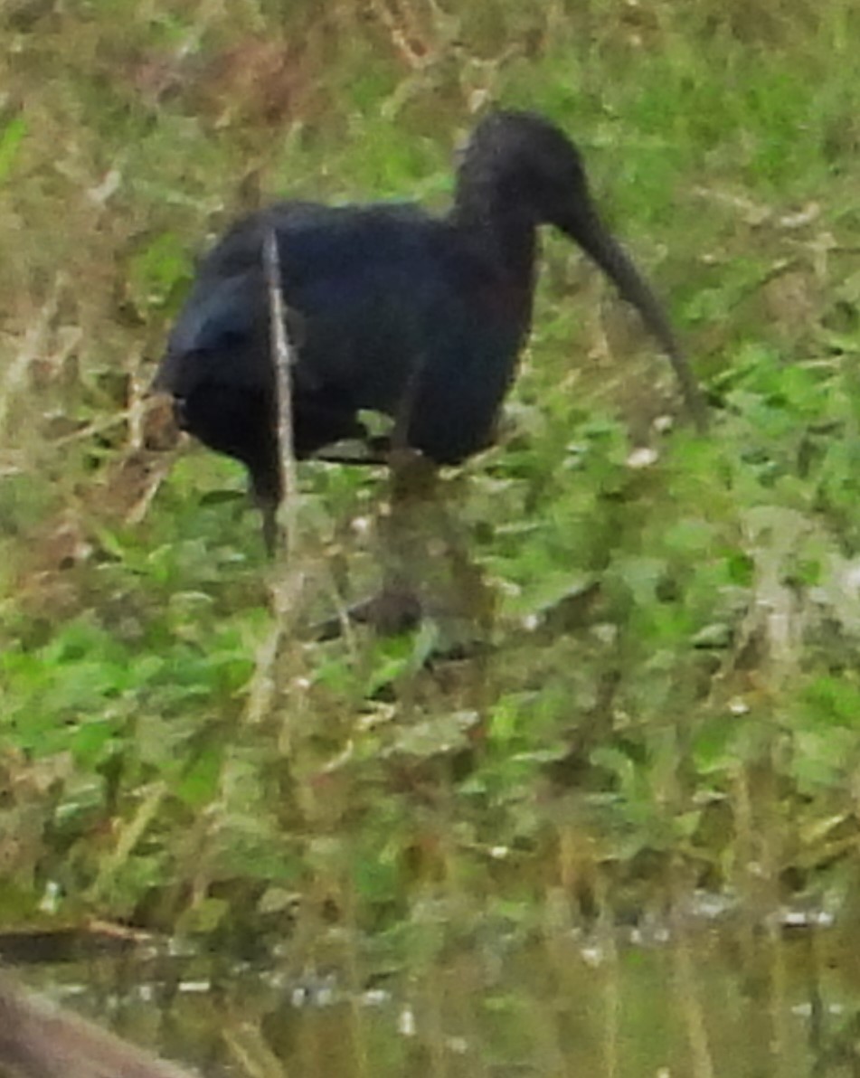 Glossy Ibis - ML485771951