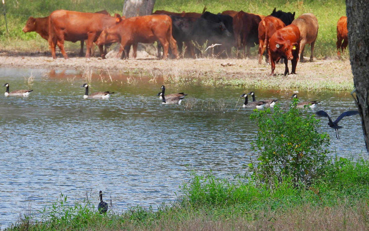 Glossy Ibis - ML485772091