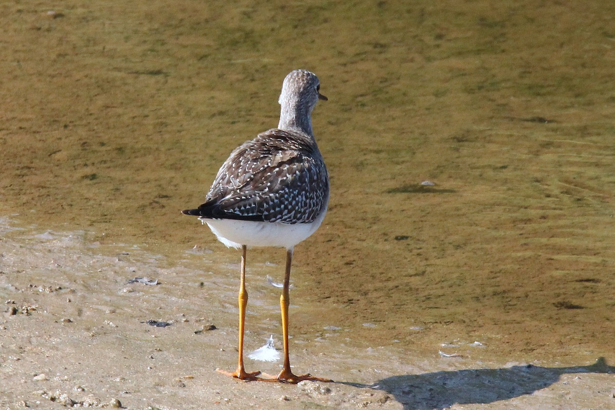 Lesser Yellowlegs - ML485773281