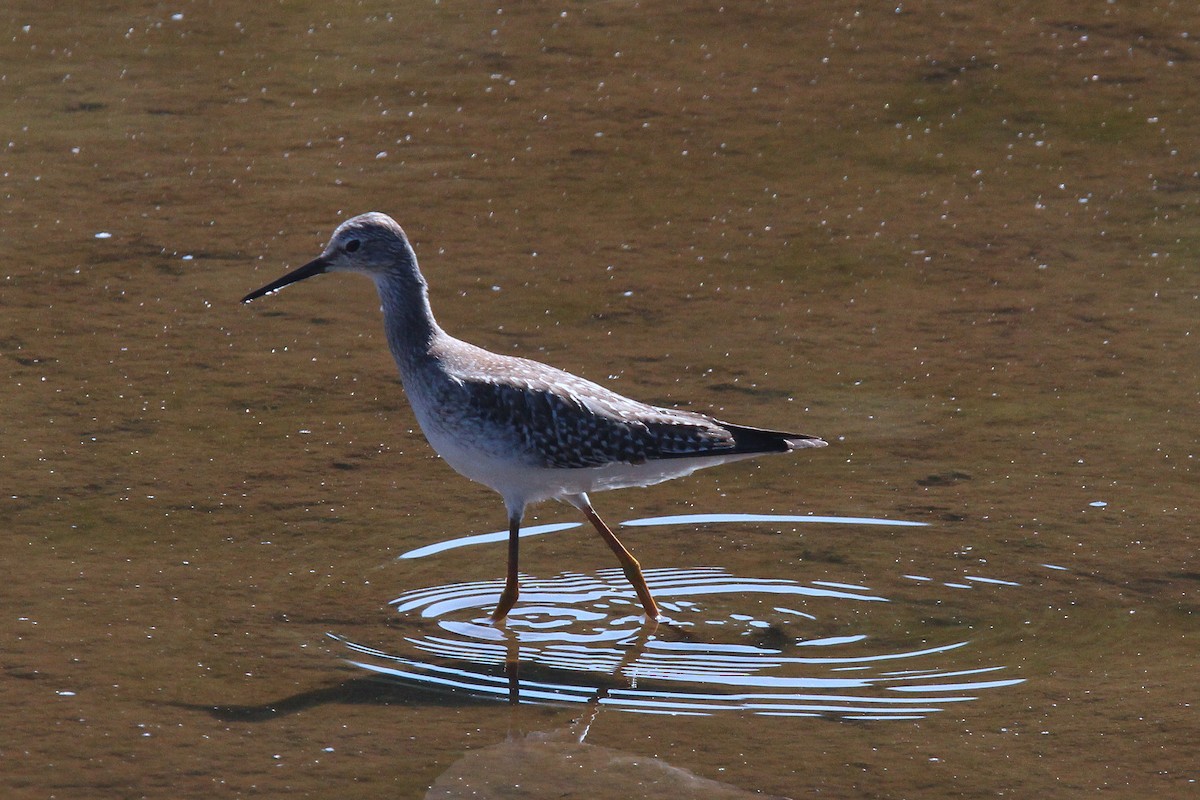 Lesser Yellowlegs - ML485773291