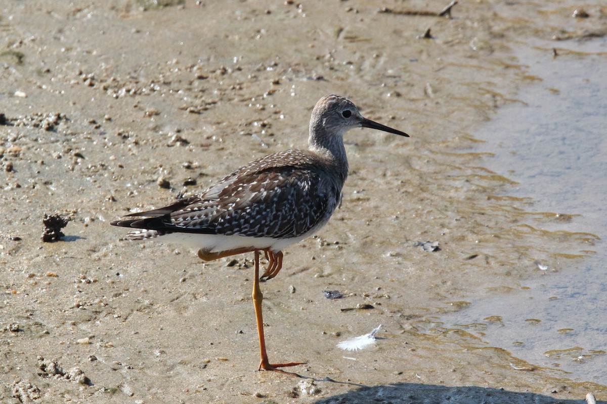 Lesser Yellowlegs - ML485773301