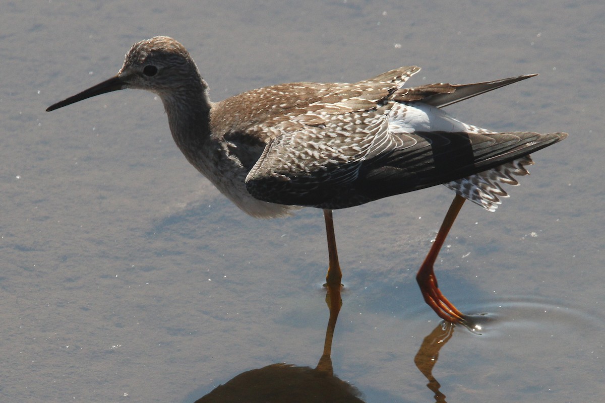 Lesser Yellowlegs - ML485773321