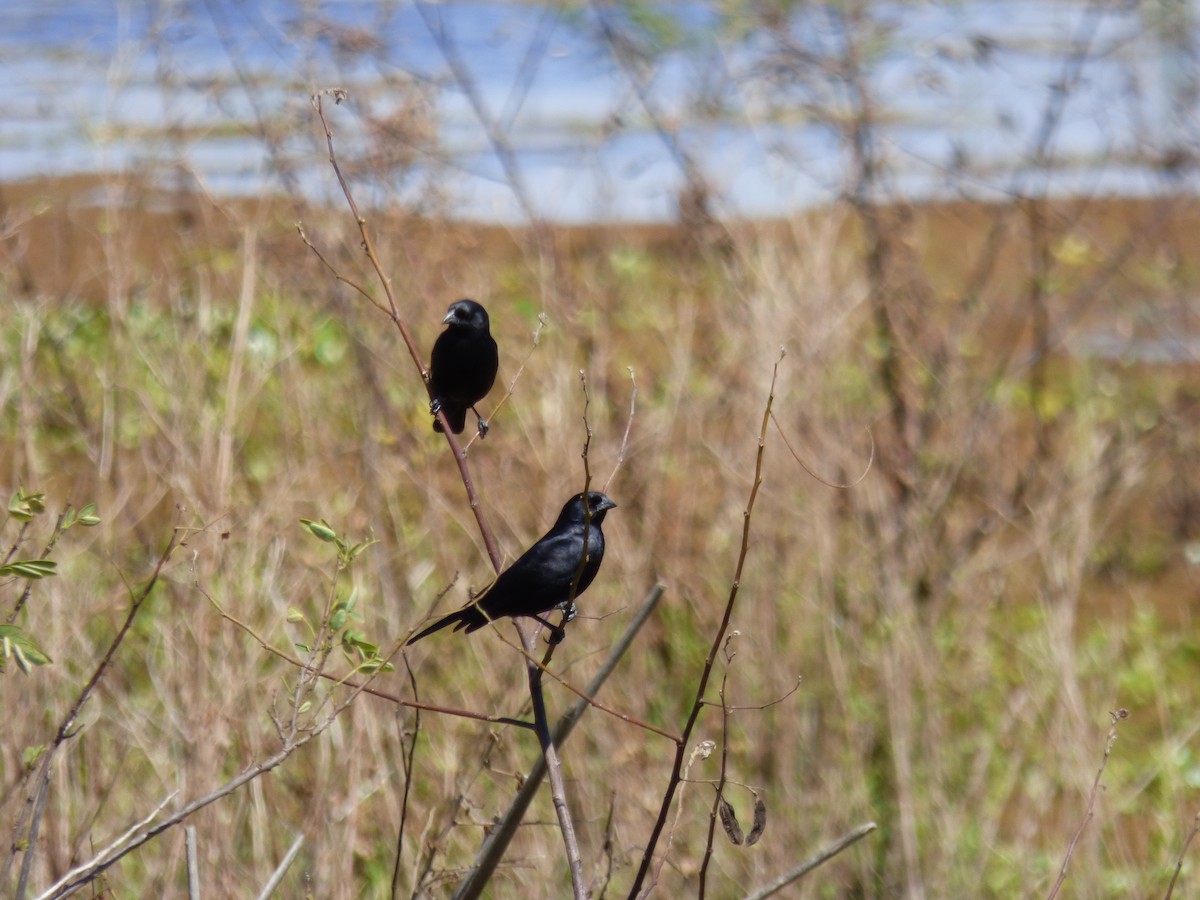 Screaming Cowbird - ML485773451