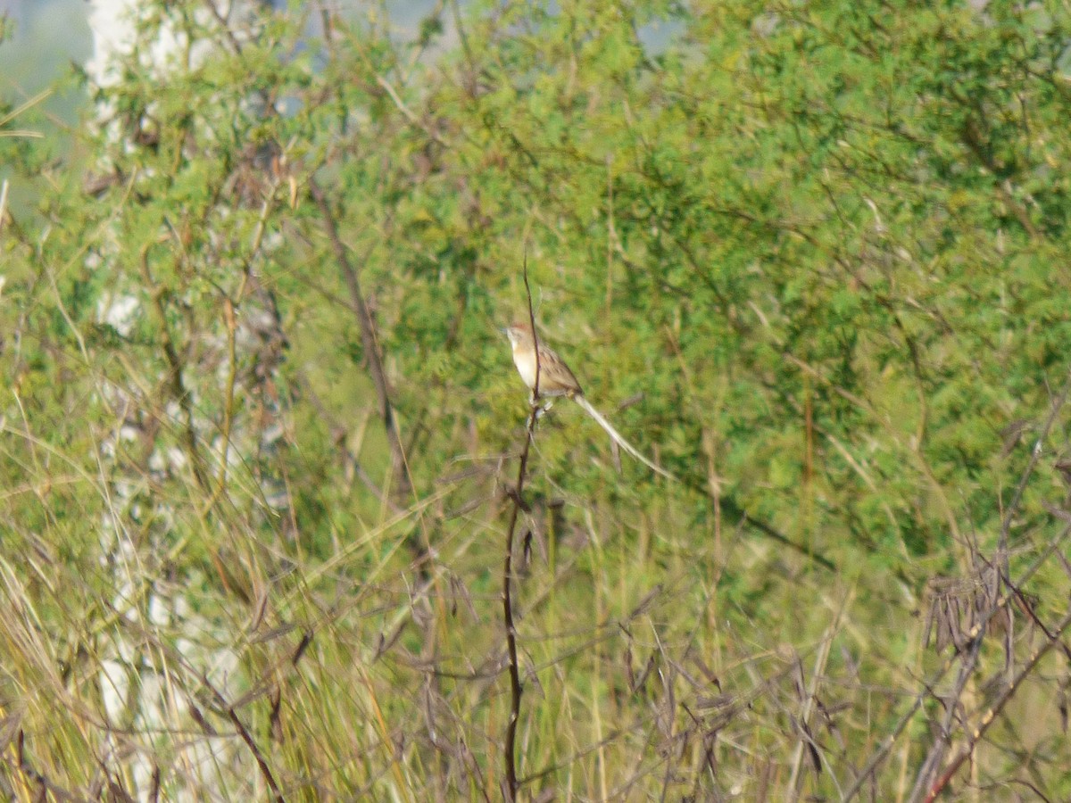 Chotoy Spinetail - ML485773621