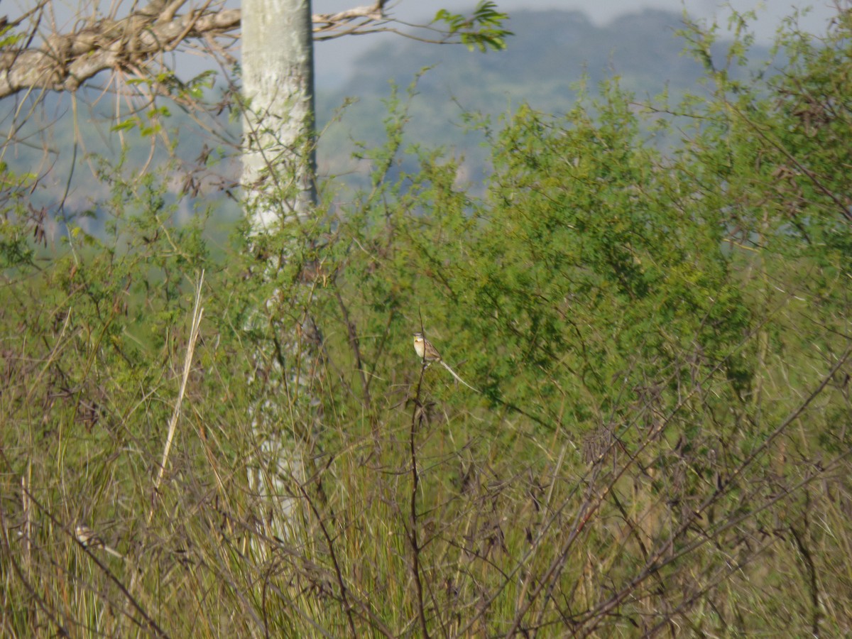 Chotoy Spinetail - ML485773631