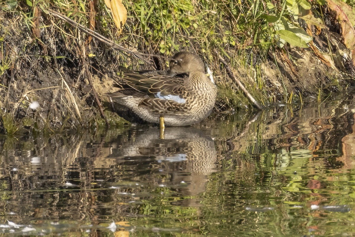 Blue-winged Teal - ML485773711