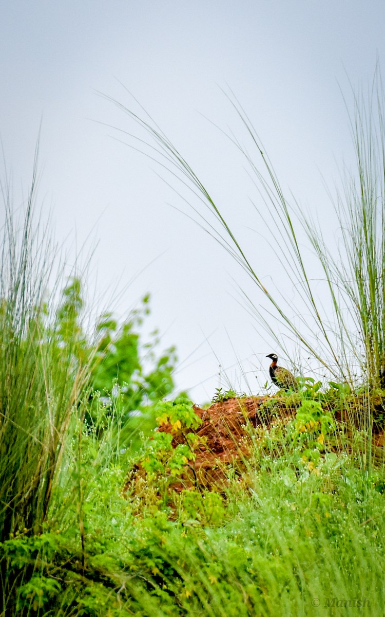 Black Francolin - ML485773921