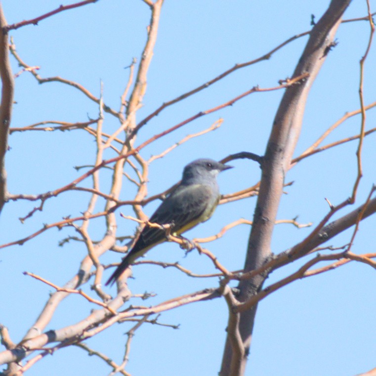 Cassin's Kingbird - ML485775301