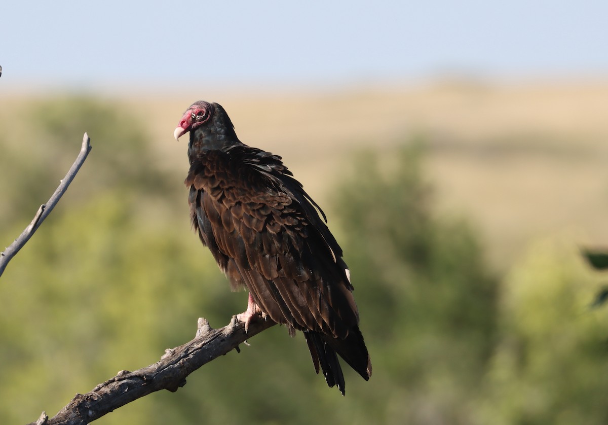 Turkey Vulture - John Drummond