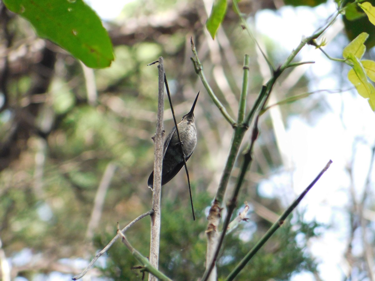 Violettkron-Brillantkolibri - ML485778311