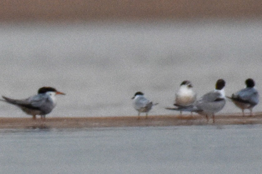 Little Tern - ML485778331