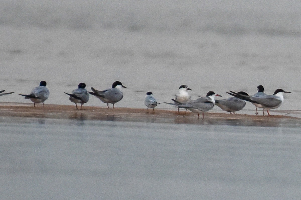 Little Tern - ML485778341