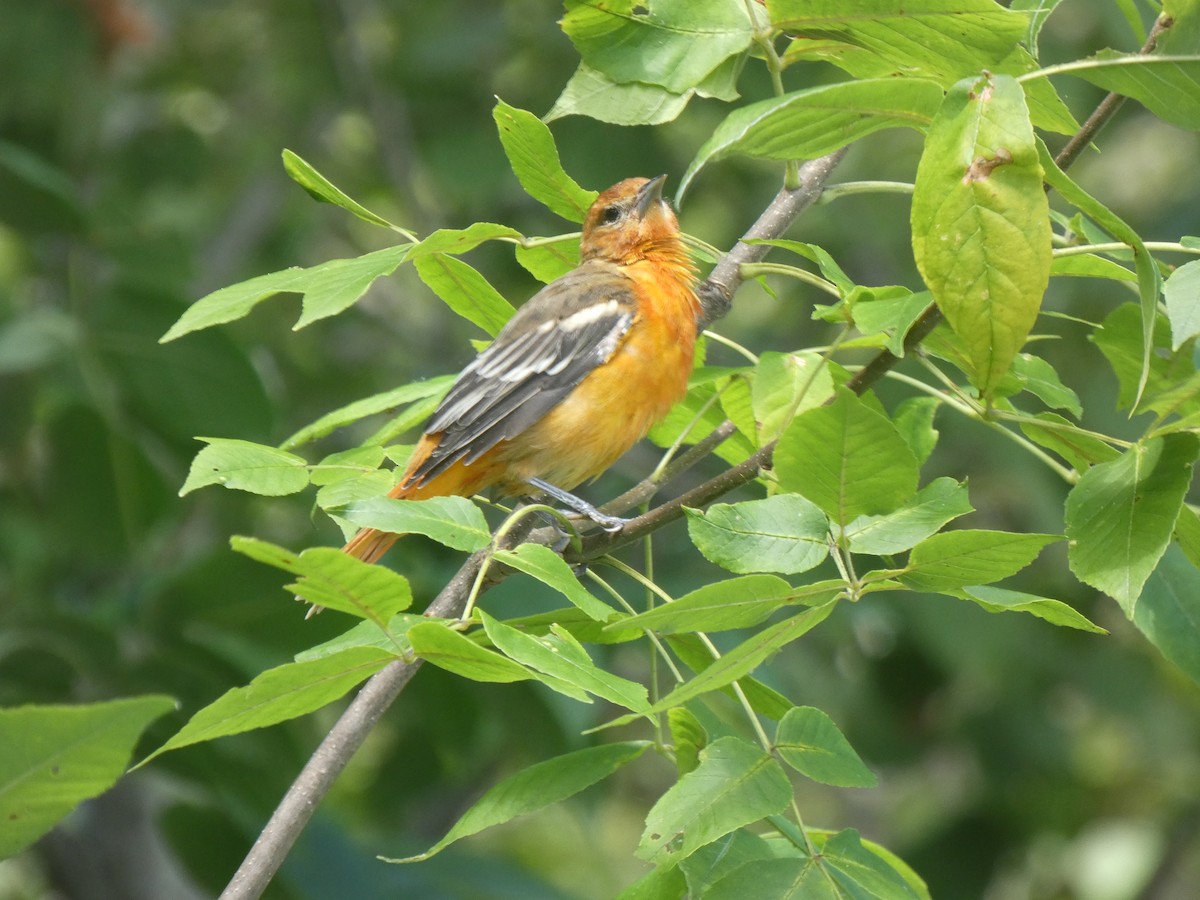 Baltimore Oriole - ML485778431