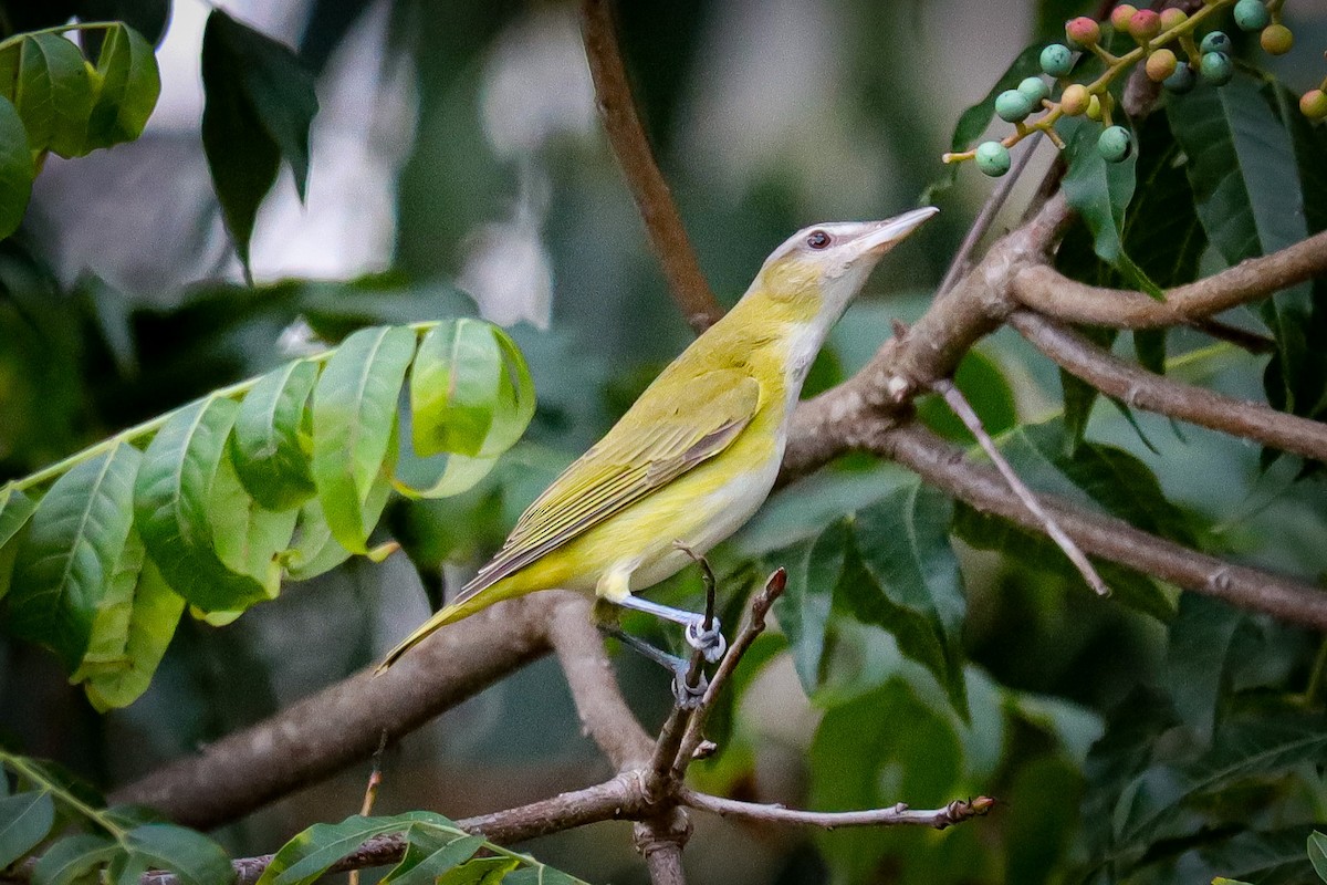 Yellow-green Vireo - ML485779901