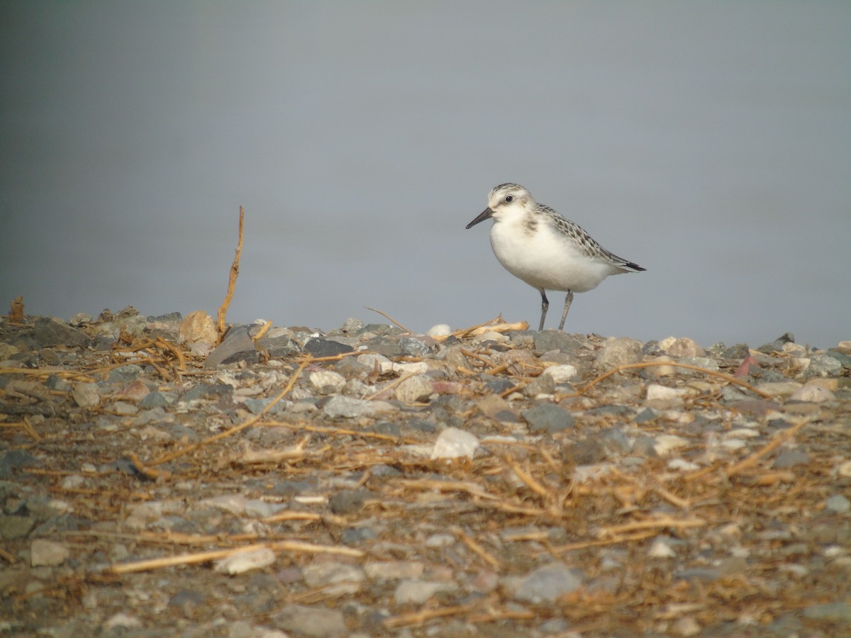 Bécasseau sanderling - ML485780031