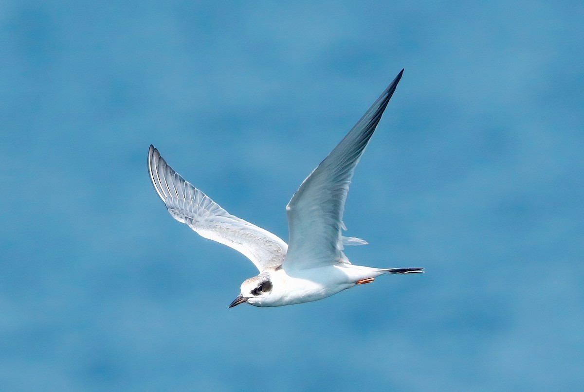 Forster's Tern - ML485780321