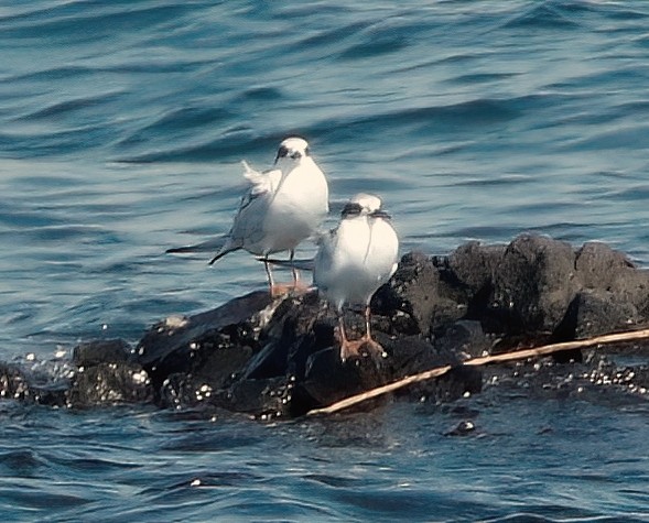 Forster's Tern - ML485781501