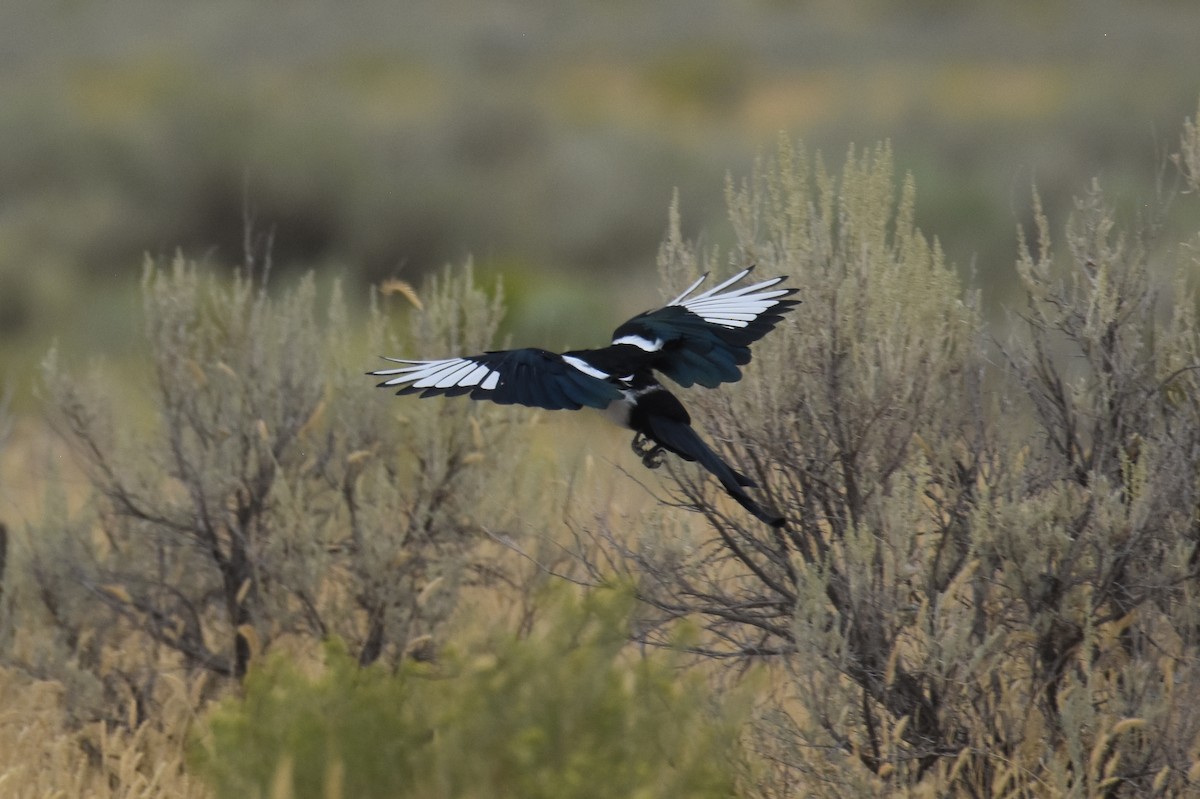 Black-billed Magpie - ML485781981