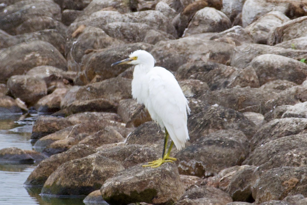 Snowy Egret - John Breker