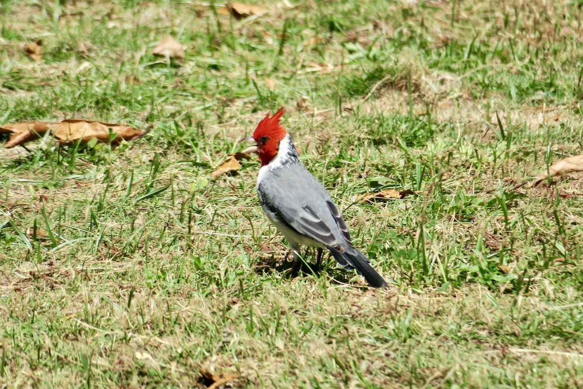 Red-crested Cardinal - ML485784981