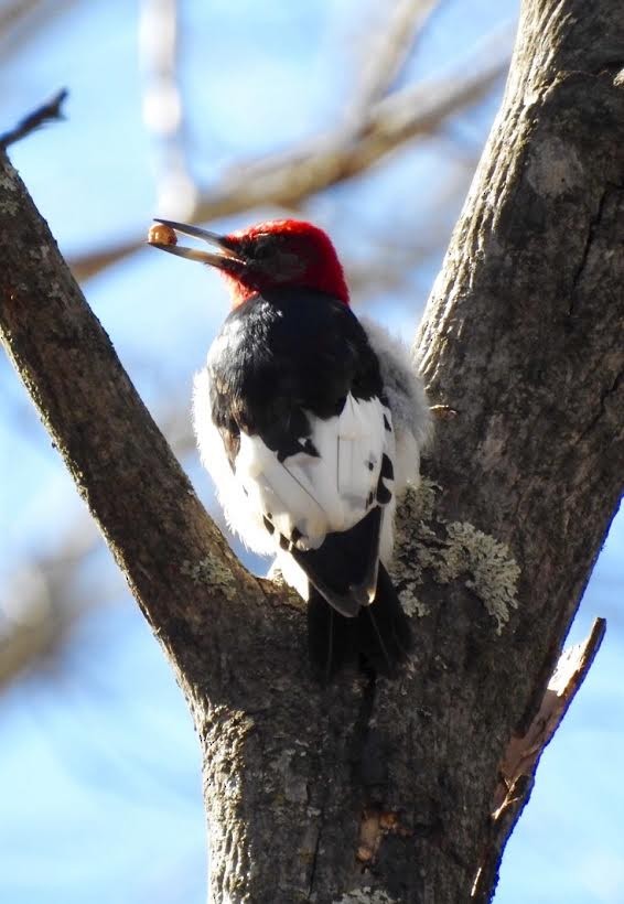 Red-headed Woodpecker - ML48578511