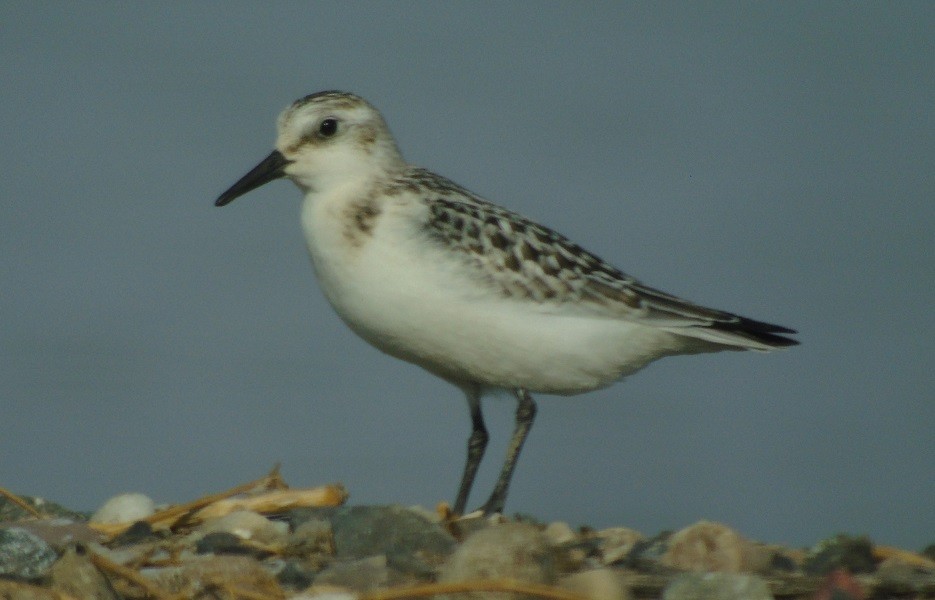 Bécasseau sanderling - ML485786331