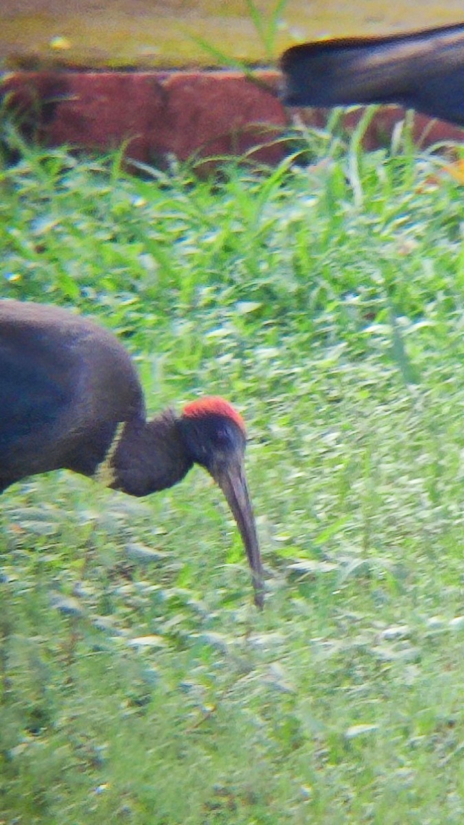 ibis bradavičnatý - ML485787011